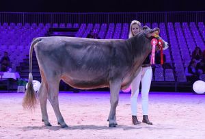 BS Reserve Rinderchampion